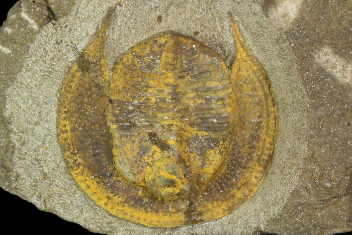 Inflated Declivolithus Trilobite - Morocco (Special Price) #138571